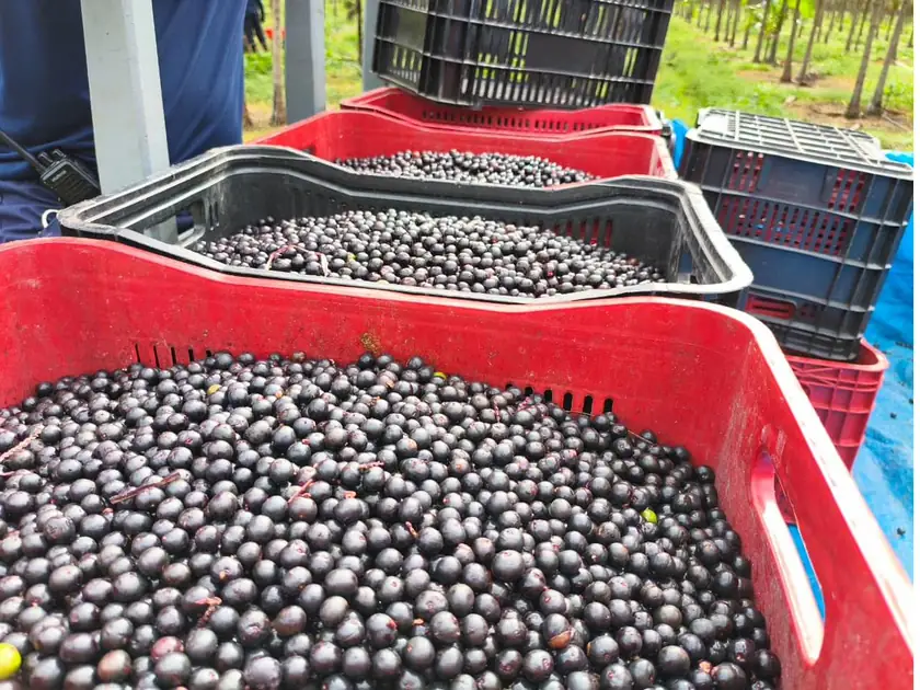 Caixas com frutos de açaí in natura recém-colhidos no plantio da Why Açaí, em Marapanim, Pará