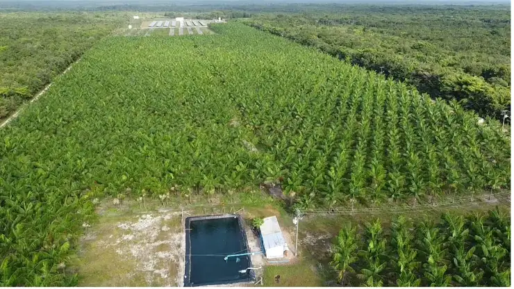 Reservatório de água e linhas de açaizeiro no plantio irrigado da Why Açaí