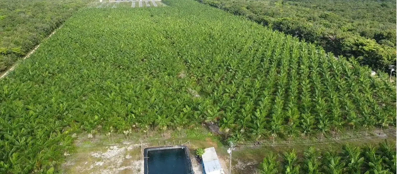 Vista aérea do plantio de açaizeiro irrigado da Why Açaí, com as linhas de plantio e o reservatório de água