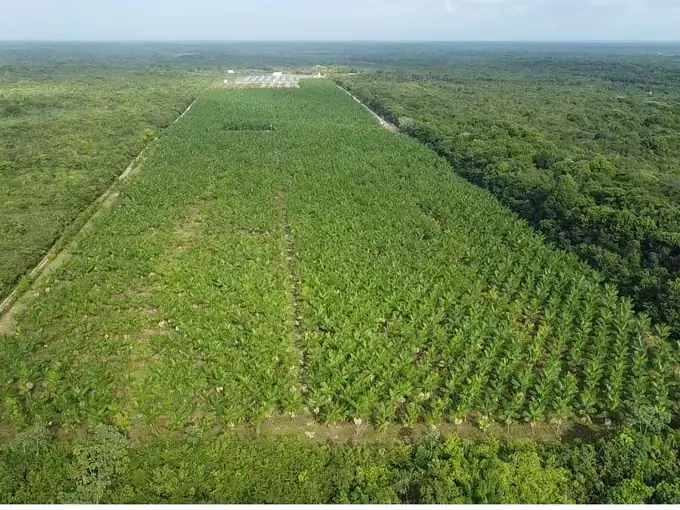 Vista aérea das linhas de plantio de açaí da Why Açaí no nordeste do Pará