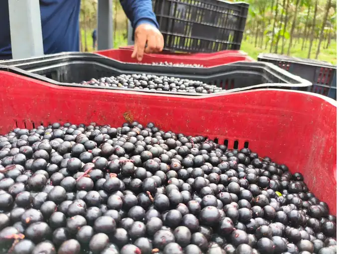 Frutos de açaí sendo acondicionados em caixas durante a colheita